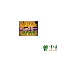 山东生姜产地，姜种价格，小黄姜批发，大黄姜，姜巴